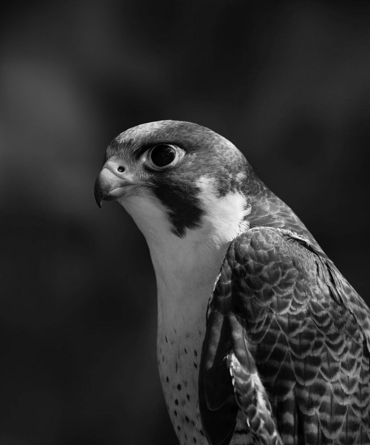 Peregrine falcon in profile against a dark background
